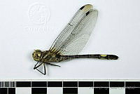 HOS021 Odonata.jpg