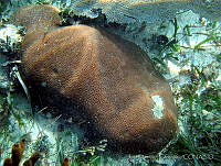 JDCB0208 Siderastrea siderea.jpg