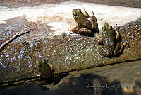 VHL0529 Lithobates catesbeianus.jpg