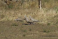 GECI L046 042 Streptopelia decaocto.JPG