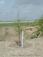 GHP0002 Casuarina sp..jpg
