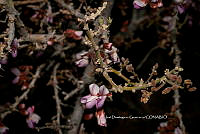 IDG Nat 0055 Olneya tesota.jpg