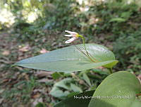 JF092 0943 Pleurothallis matudana.jpg