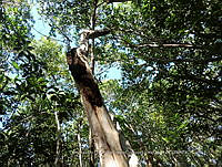 UM001 0231 Apis sp.jpg