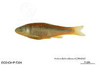 ME006 Peces 026 Cyprinella lutrensis.jpg