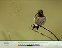 Colibrí Garganta Rubí.jpg