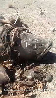 RE006 0001 Totoaba.tif