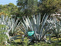 CGL4709 Agave americana.jpg