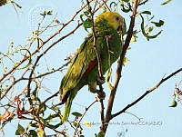 MCS IM0188 Amazona oratrix ssp. Tresmariae.jpg
