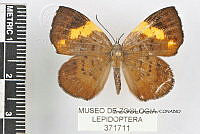 JF018 0670 Hypophylla zeurippa.jpg