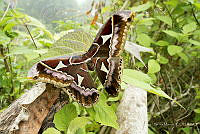 MASM07643 Rothschildia sp..jpg