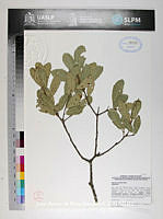 JAdNV0373 Quercus candicans.JPG