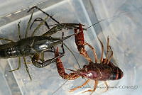 GARA003 Procambarus clarkii.jpg