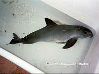 NBA0032 Phocoena sinus.jpg