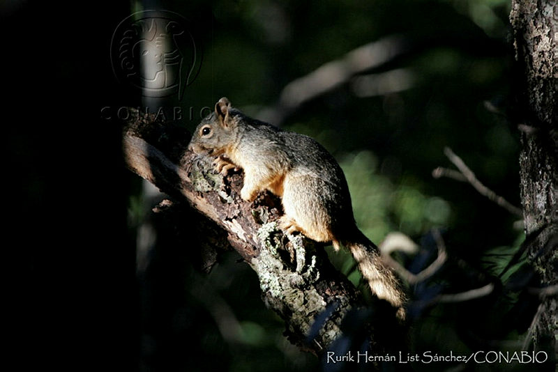 RHLFQ016 24%20Sciurus%20nayaritensis.jpg.kCferO70Mcn3qSVhQA3g0JtbmFja29CbnFuZ3NAbXJ6LGtwZwA.UPPFTAnZLN