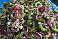 3R 00934 Pithecellobium dulce.jpg