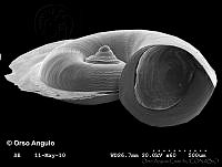 OAC0004 Atlanta brunnea.jpg