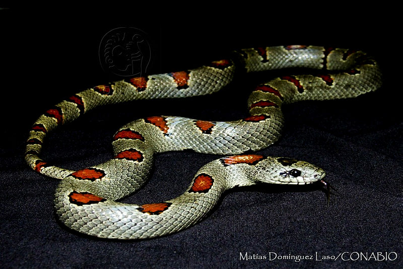 MDL0267%20Lampropeltis%20mexicana.jpg.iSfP7ZH0MUWpS19hQA3g0JtbmFja29CbnFuZ3NAbXJ6LGtwZQA.iYjySYoBa 