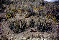 1259 Euphorbia antisyphilitica.jpg