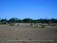 LI005 0188 Suelo desnudo, Cylindropuntia fulgida.jpg