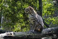 CEOV0106 Leopardus pardalis.jpg