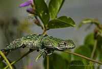 IDG1235 Ctenosaura similis.jpg