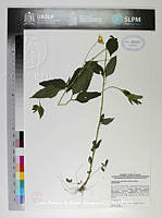 JAdNV0581 Sclerocarpus uniserialis.JPG
