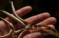 FBA1482 Phaseolus vulgaris.jpg