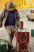 IMDOC0921 Opuntia sp..jpg