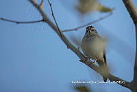 IMDOC3865 Spizella passerina.jpg