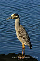 VOAP0084 Nyctanassa violacea.jpg