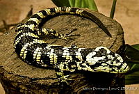 MDL0001 Abronia deppii.jpg