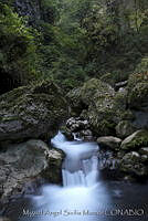 MASM00303  Sierra Gorda, Querétaro.jpg