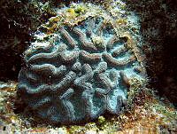 HBB0331 Mycetophyllia daniana.jpg