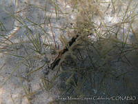 JMLC0001 Atrina maura, Ruppia maritima.jpg