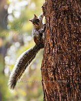 ESAI 0001 Sciurus aurogaster.jpg