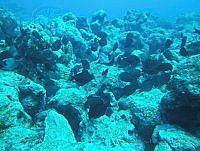VDLCF0015 Acanthurus tractus.jpg