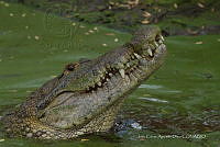 JCAD 010 Crocodylus moreletii.jpg