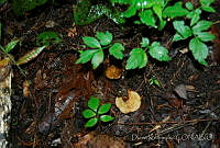 DK0776 Fungi.jpg