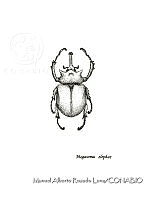 MARL0438 Megasoma elephas.jpg