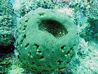 UNAM_FC-SISAL-0521 Geodia neptuni.jpg