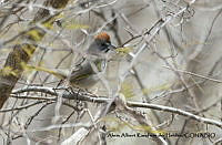 AAKVDH 0140 Pipilo chlorurus.JPG