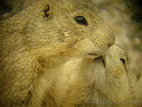 TMRP0007 Cynomys mexicanus.jpg