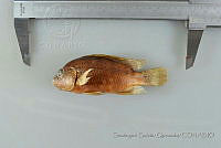 SGQ2527 Amphilophus istlanus.jpg