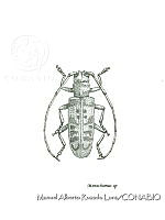 MARL0451 Monochamus sp.jpg