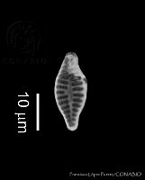 OUHA0004 Achnanthidium hauckianum.jpg
