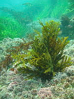 RRR0034 Stephanocystis osmundacea.JPG