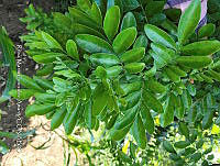 SG019 0092 Trichilia havanensis.jpg