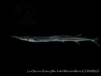 HJ008-123 Tylosurus crocodilus ssp. fodiator.jpg