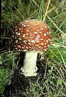 2098 Amanita muscaria.jpg
